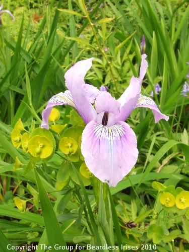 Knightshayes (46)